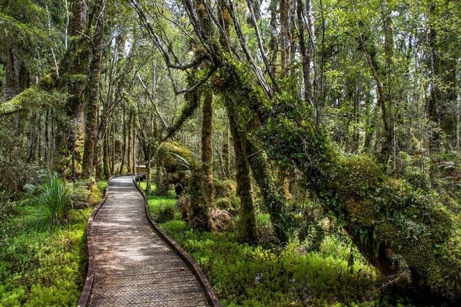 Franz Josef to Queenstown Small Group Tour via Wanaka 1 -Way - Haast Pass, Thunder Creek Falls, and old glacier country