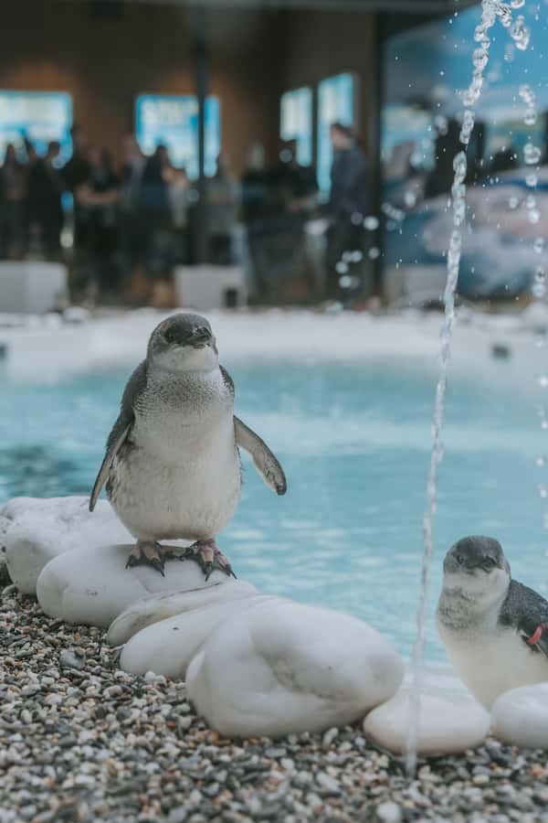 Franz Josef: West Coast Wildlife Centre Entry Ticket -48 hrs - Why Franz Josef’s wildlife centre is worth your time