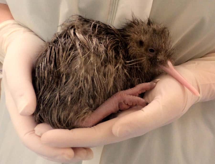 Franz Josef: West Coast Wildlife Centre Entry Ticket -48 hrs - VIP access and family suitability