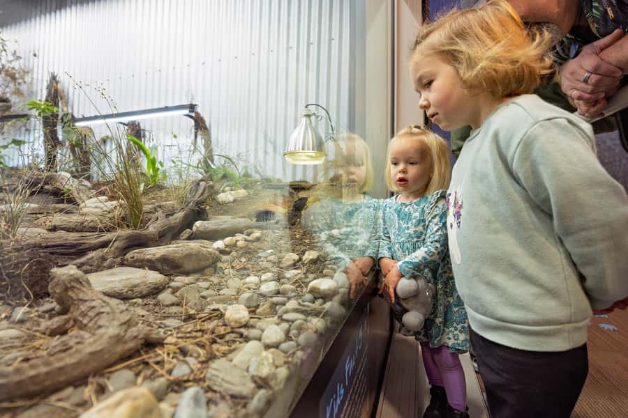 Franz Josef: West Coast Wildlife Centre Entry Ticket -48 hrs - Should you book the West Coast Wildlife Centre?