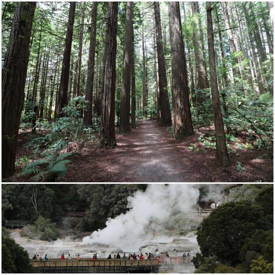 From Auckland: Day Trip to Rotorua with Optional extras - The Road to Rotorua and the Value of a Guide