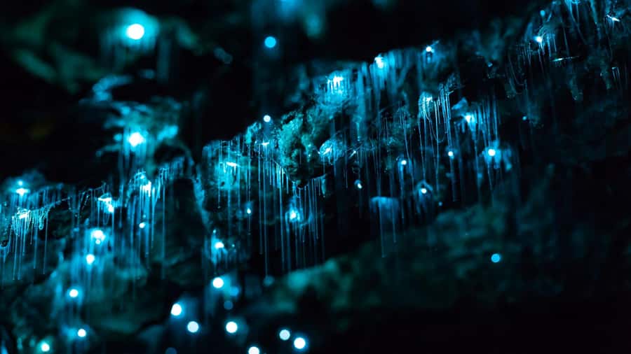 From Auckland: Day Trip to Waitomo Glow Worm Caves - Inside the Waitomo Glowworm Caves