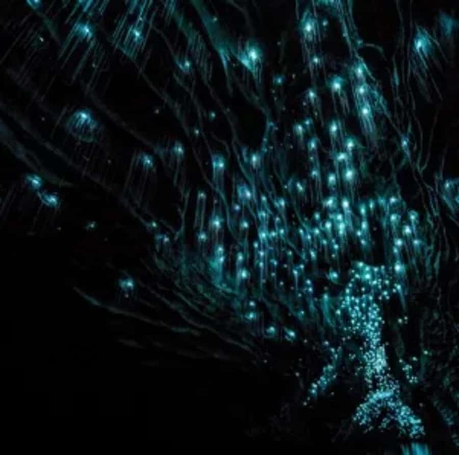 From Auckland: Day Trip to Waitomo Glow Worm Caves - What $166 Covers