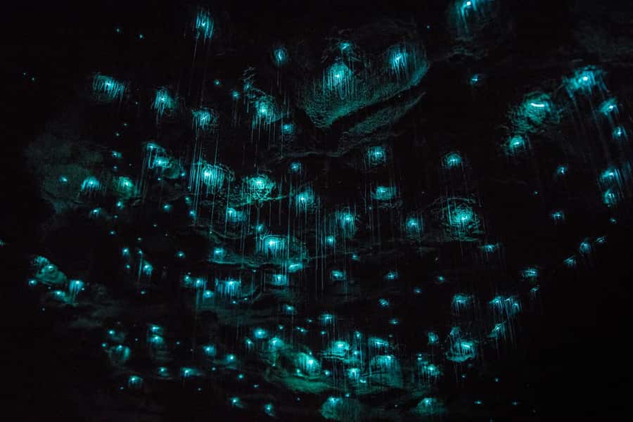 From Auckland: Day Trip to Waitomo Glow Worm Caves - The Guides Make The Drive Better