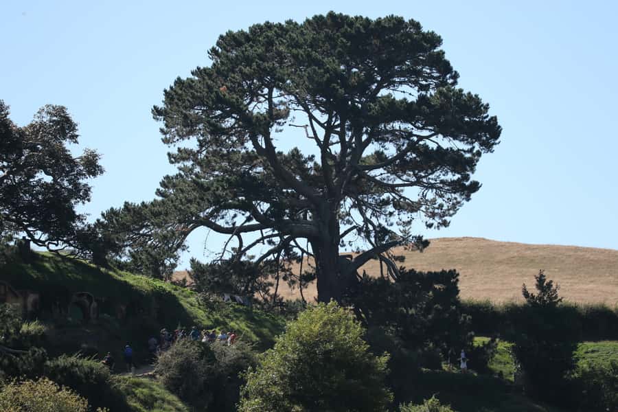 From Auckland: Hobbiton Afternoon Tour - Group size, pickup, and small practical details