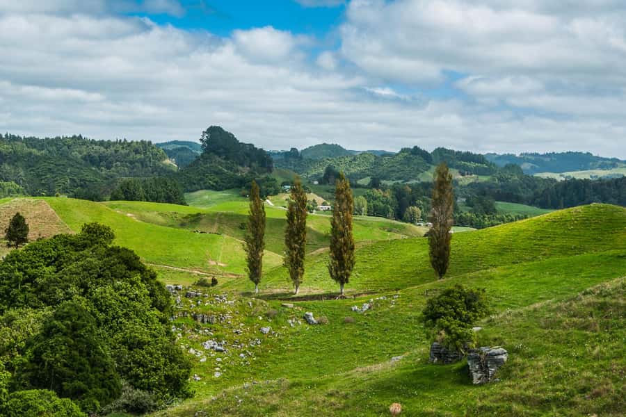 From Auckland: Hobbiton and Waitomo Day Tour with Lunch - The Green Dragon drink and Hobbiton buffet