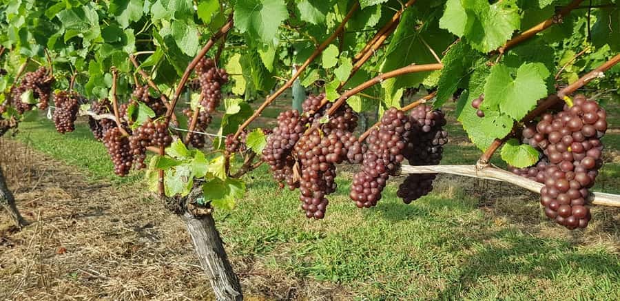 From Auckland: Small Group Kumeu Wine Tour with Lunch - Leaving Auckland for Kumeu’s wine country