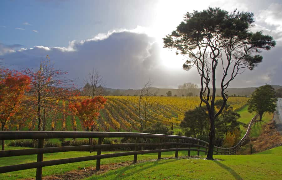 From Auckland: Small Group Kumeu Wine Tour with Lunch - Soljans Vineyard combines the first tasting with lunch