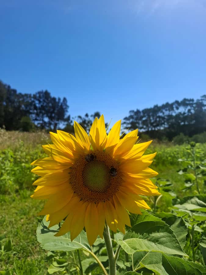From Auckland: Waiheke Island Sip & Savour Tour with Lunch - Key points at a glance