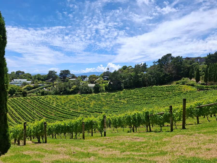 From Auckland: Waiheke Island Sip & Savour Tour with Lunch - Waiheke olive oil and local produce
