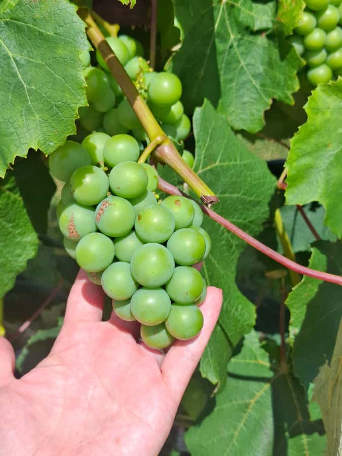 From Auckland: Waiheke Island Wine Cellar Tour - The second winery and the value of a small group