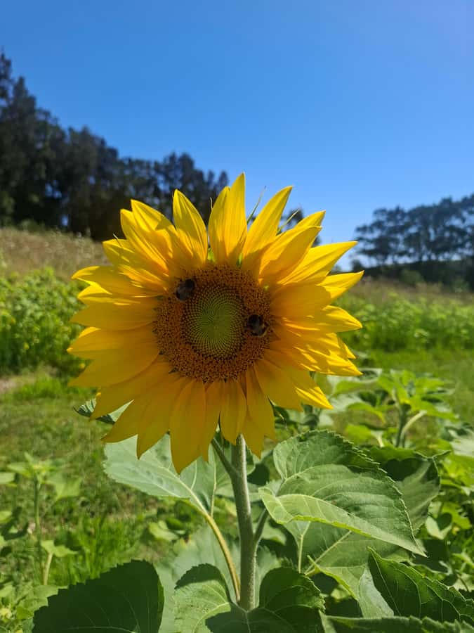 From Auckland: Waiheke Island Wine Cellar Tour - Lunch around 1pm, with the bill kept separate