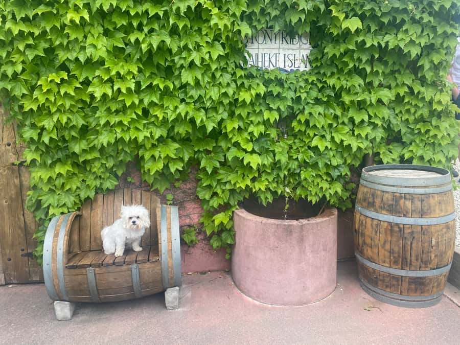 From Auckland: Waiheke Island Wineries' Tour - Who will get the most from this tour