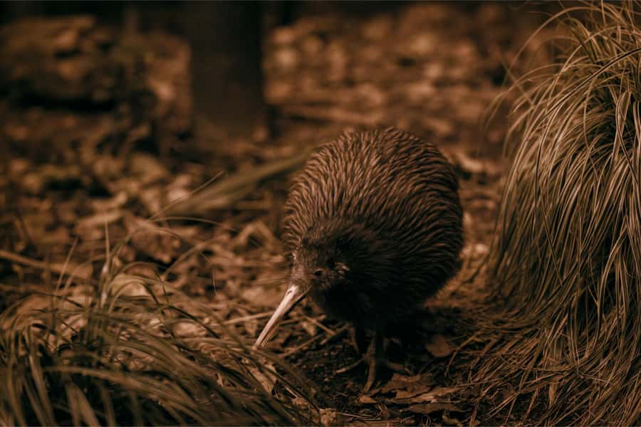 From Auckland: Waitomo Caves and Kiwi House Group Tour - Why Ruakuri Caves are the main event