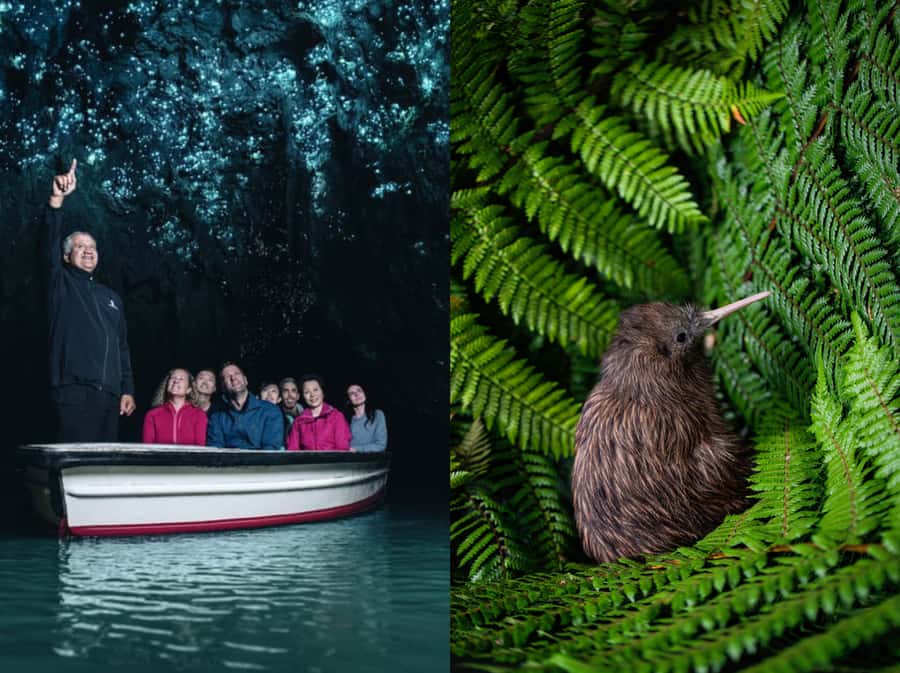 From Auckland: Waitomo Caves and Kiwi House Group Tour - The drive from Auckland to Waitomo