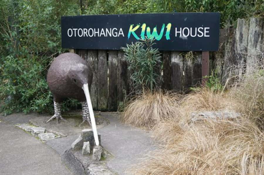 From Auckland: Waitomo Caves and Kiwi House Group Tour - A small group changes the feel of the day