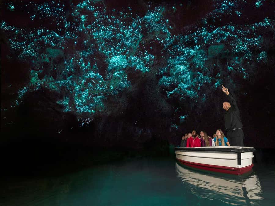 From Auckland: Waitomo Glowworm Cave Tour - The road from Auckland to Waitomo