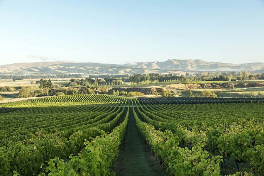 From Christchurch: Guided Local Wine Tours in Waipara - Key points at a glance