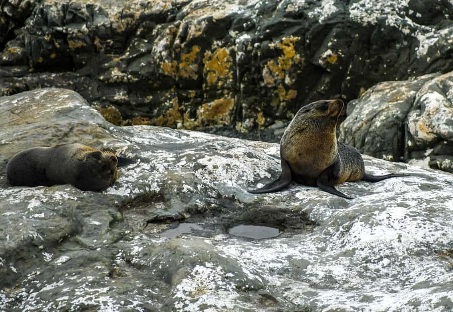 From Christchurch: Kaikōura Day Tour With Dolphin Encounter - Cheviot and the Hundalee Hills