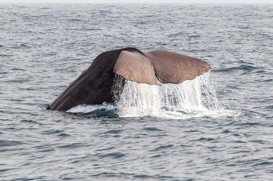 From Christchurch: Kaikōura Day Tour With Dolphin Encounter - Four hours with Kaikōura’s dusky dolphins