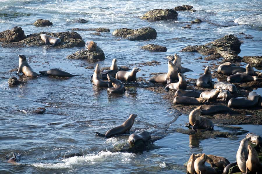 From Christchurch: Kaikōura Day Tour With Dolphin Encounter - What makes the guiding useful