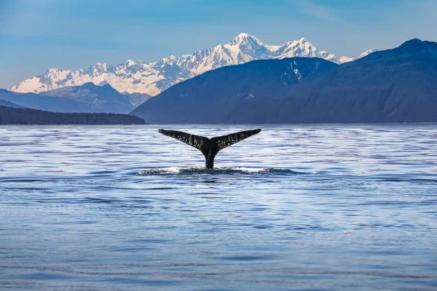 From Christchurch: Kaikōura Day Tour With Dolphin Encounter - Early pickup from Christchurch