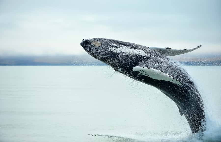 From Christchurch: Kaikōura Day Tour with Whale Watching - The early Christchurch pickup makes the day work