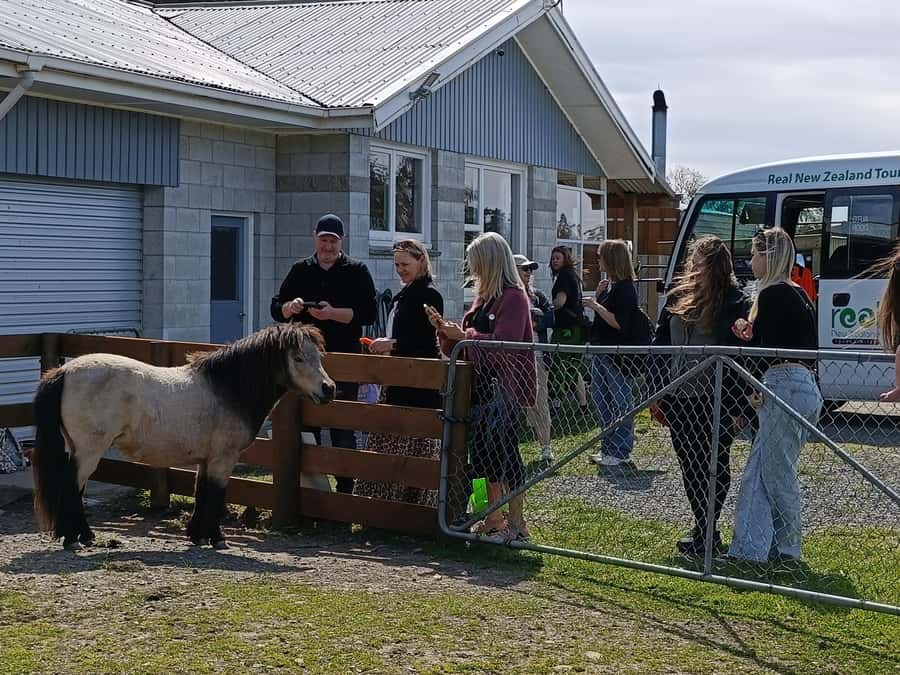 From Christchurch: Sheep Farm Day Trip with Lunch & Winery - Why this Christchurch day trip feels different
