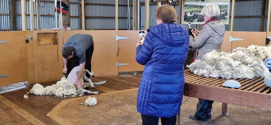 From Christchurch: Sheep Farm Day Trip with Lunch & Winery - Timing, comfort, and small practical details