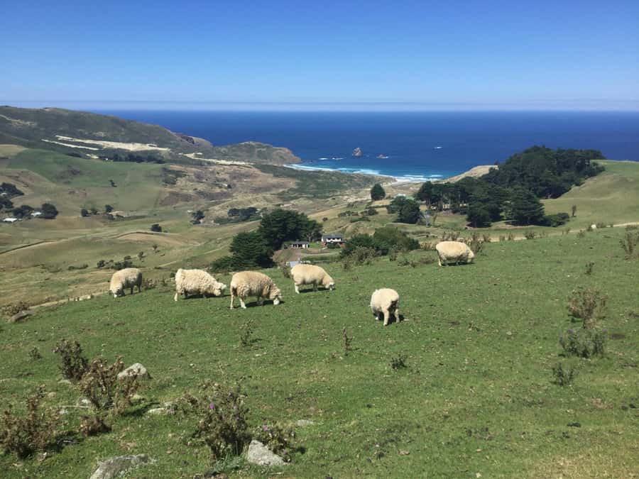 From Dunedin: City, Otago Peninsula & Albatross Guided Tour - Highcliff Road and the Otago Peninsula views