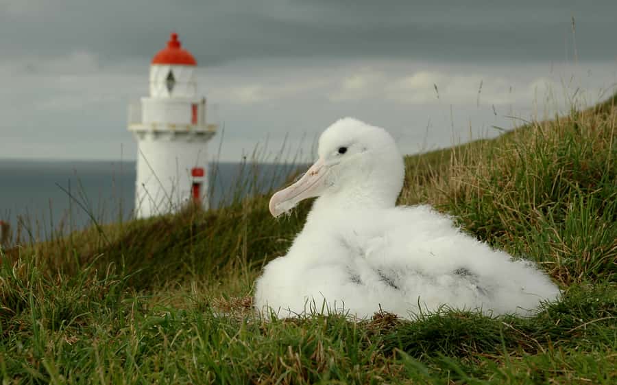 From Dunedin: City, Otago Peninsula & Albatross Guided Tour - Walking, weather, and comfort