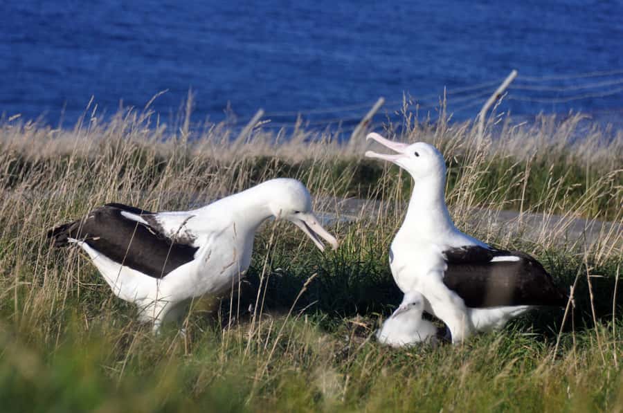 From Dunedin: City, Otago Peninsula & Albatross Guided Tour - Booking details worth getting right