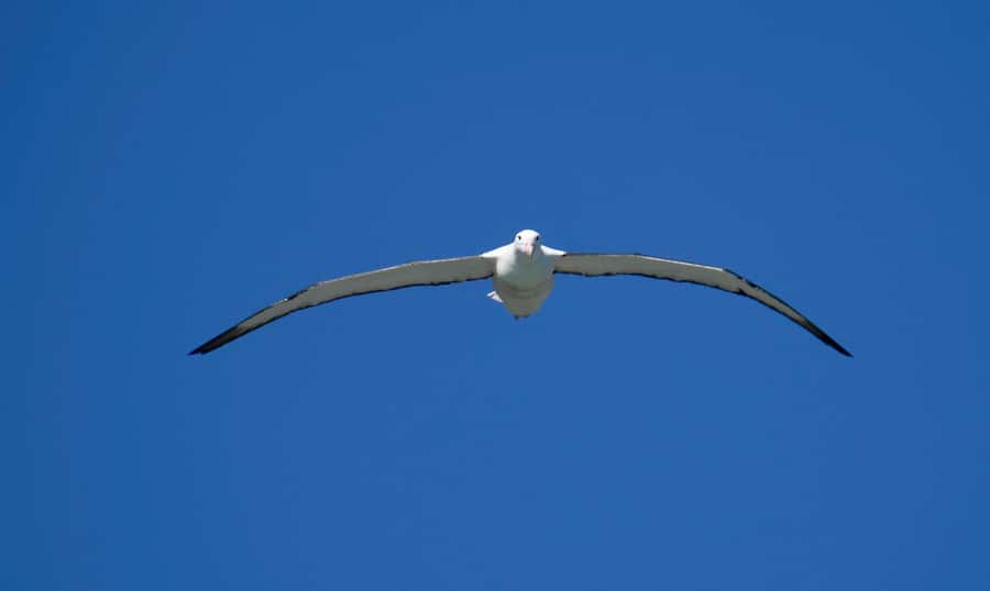 From Dunedin: City, Otago Peninsula & Albatross Guided Tour - Dunedin highlights before the open peninsula