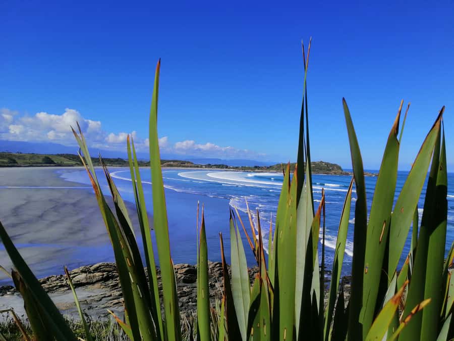From Greymouth: Highlights West Coast Day Tour - Key points to know before booking