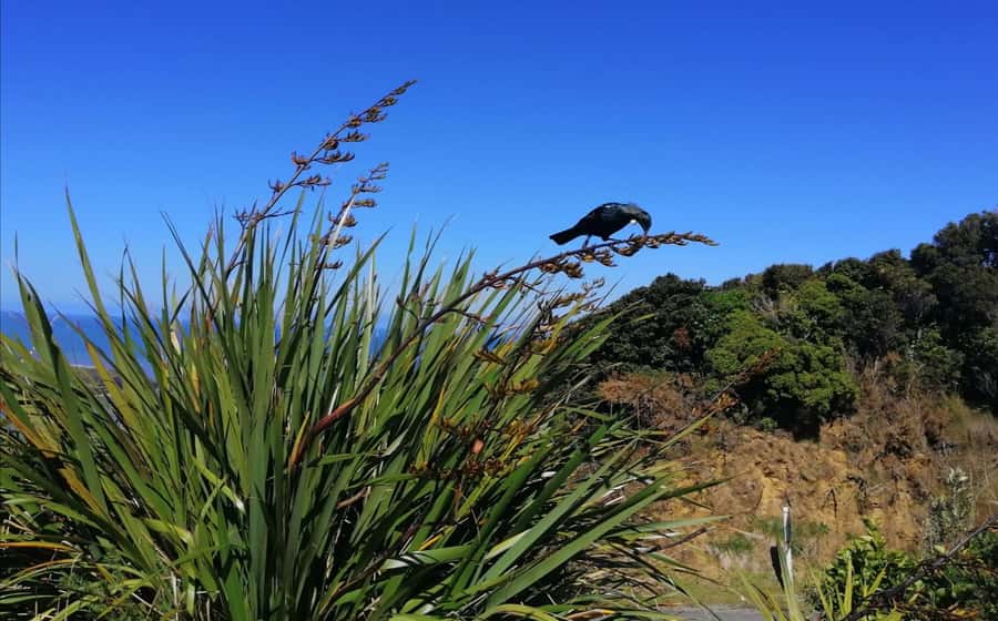 From Greymouth: Highlights West Coast Day Tour - Punakaiki Pancake Rocks, the morning highlight
