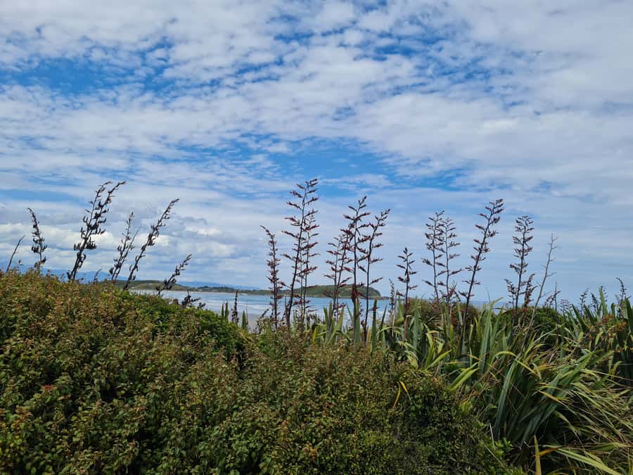 From Greymouth: Highlights West Coast Day Tour - Tauranga Bay and seals in their natural setting