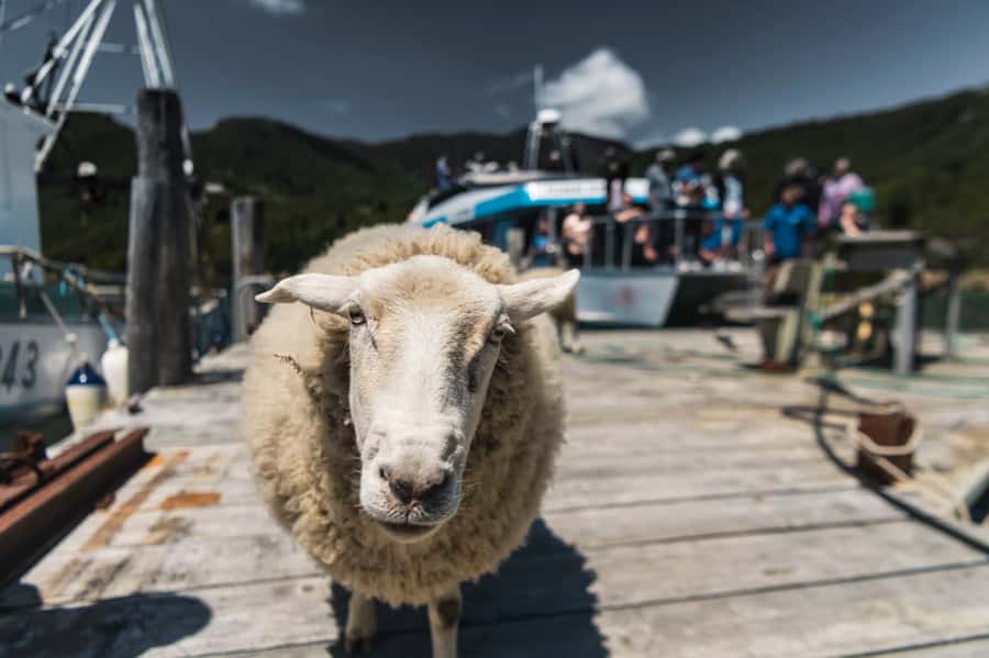 From Havelock: Marlborough Sounds Mail Boat Full-Day Cruise - Leaving Havelock for Pelorus Sound