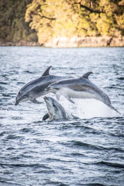 From Manapouri: Doubtful Sound Overnight Cruise