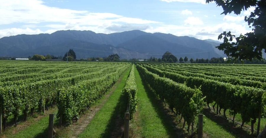 From Picton: Marlborough Wine Trip Shore Excursion - A Sweet Stop Before Picton
