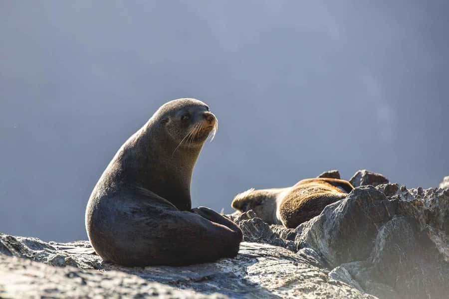 From Queenstown: Milford Sound Cruise and Coach Day Trip - Price, comfort, and who should book