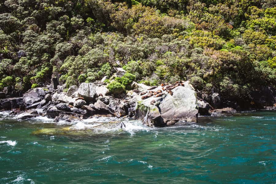 From Queenstown: Milford Sound Cruise and Scenic Drive - Eglinton Valley and the character of Fiordland