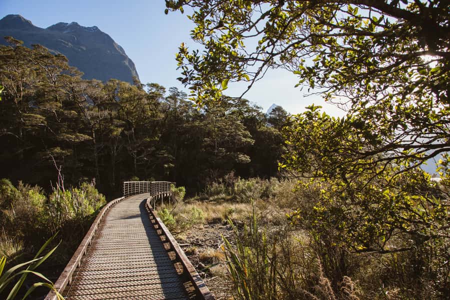 From Queenstown: Milford Sound Scenic Flight & Nature Tour - Weather, timing, and practical planning