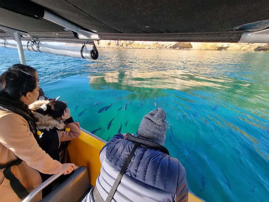 From Tairua: 2 Hour Cathedral Cove Tour with Local Guide - Key points at a glance