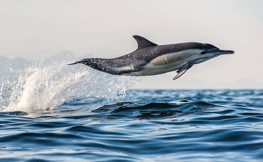 From Tauranga: Dolphin and Wildlife Cruise - Setting out from Tauranga’s Strand Wharf