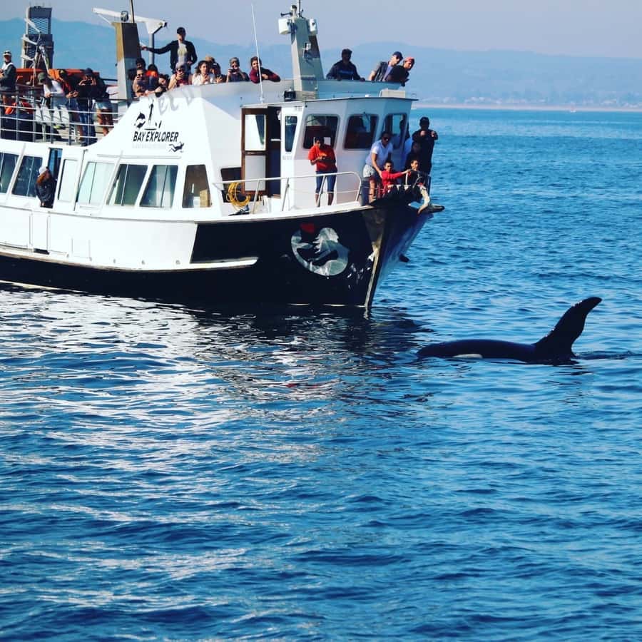 From Tauranga: Dolphin and Wildlife Cruise - A spacious boat built for wildlife watching