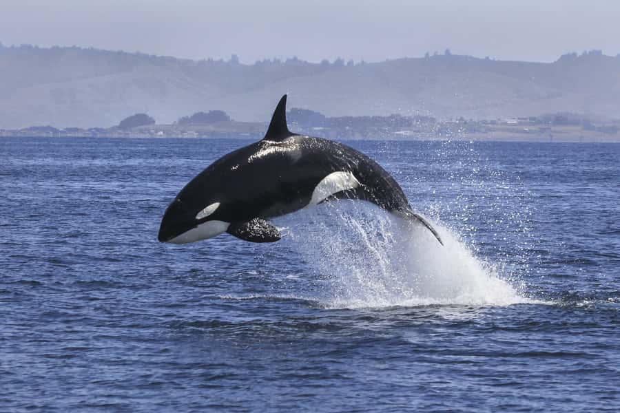 From Tauranga: Dolphin and Wildlife Cruise - Penguins, seabirds, sharks, and larger surprises
