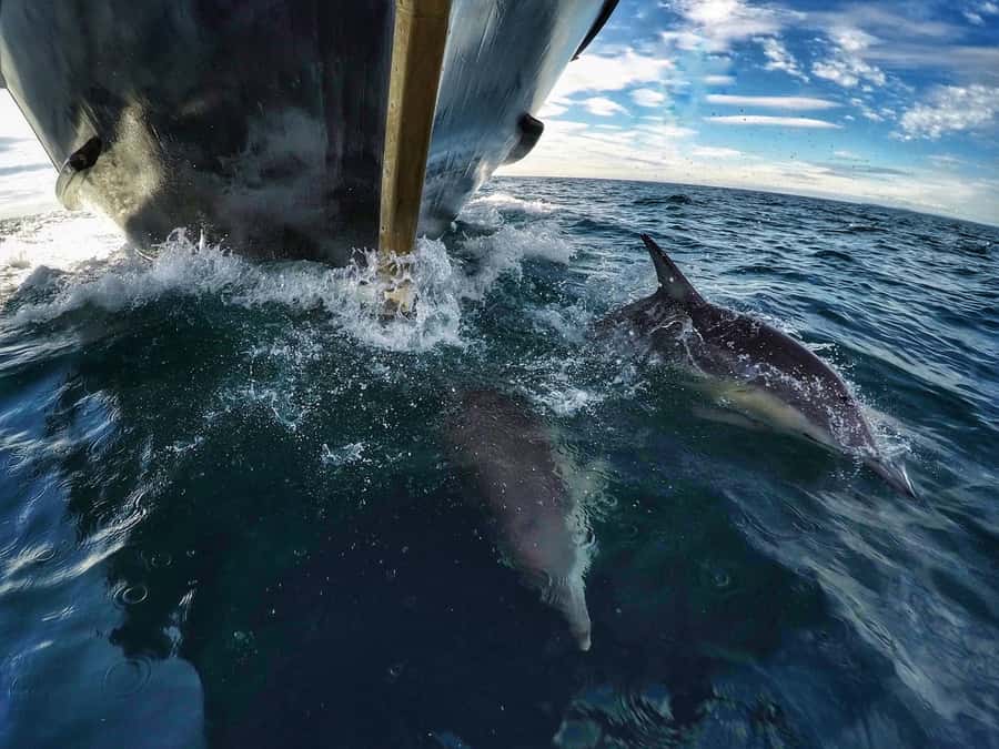 From Tauranga: Dolphin and Wildlife Cruise - Five hours on the water: the real timing