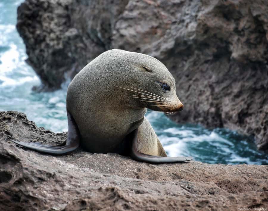 From Tauranga: Dolphin and Wildlife Cruise - Food, drinks, and what to pack