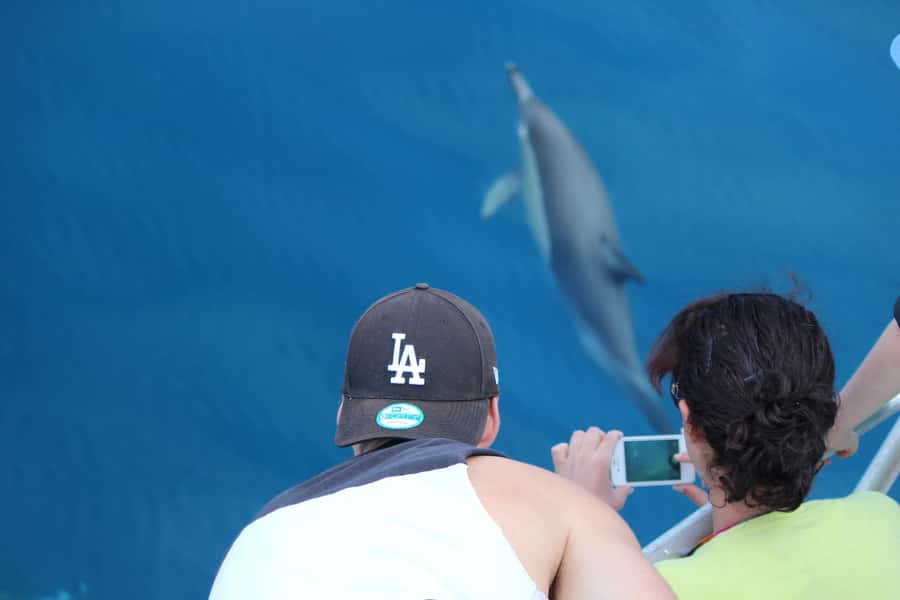 From Tauranga: Dolphin and Wildlife Cruise - Is $104 a fair price?