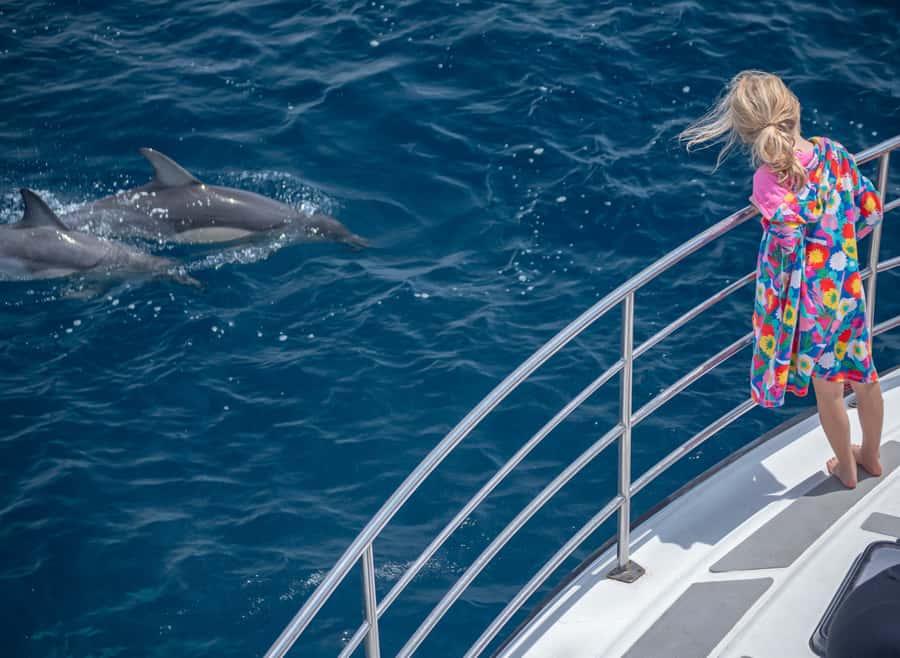 From Tauranga: Half-Day Swimming with Dolphins Tour - When swimming with dolphins is allowed